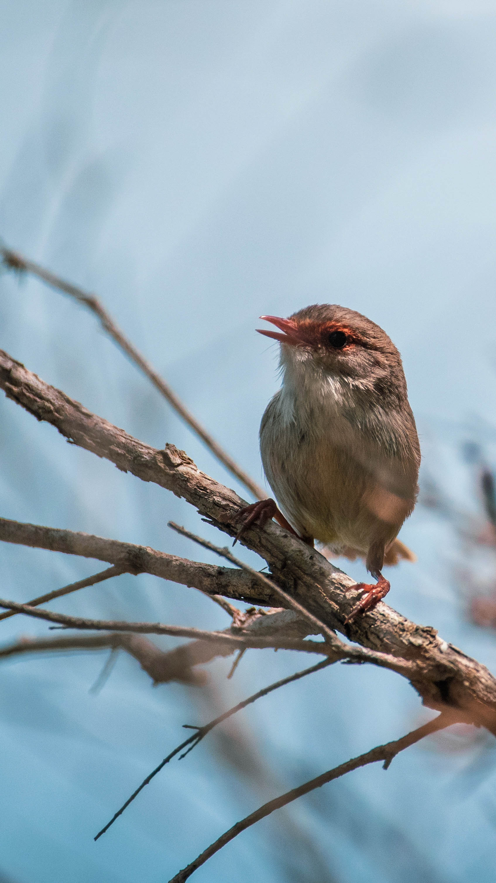 Bird sits on twig
